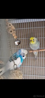 Wellensittich und Nymphensittich - 4