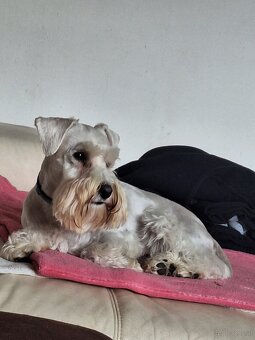 Schnauzer miniatúrne white - 4