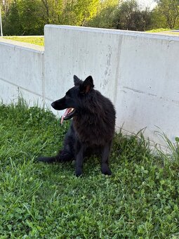 Alt Deutscher Schäferhund - 4
