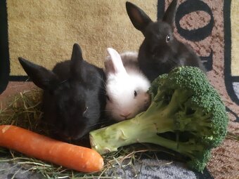 Zwergkaninchen Babys zu vergeben - 4