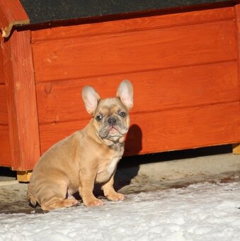 Französische Bulldogge mit Stammbaum - 4