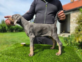 BLAUE DOBERMANN-WELPEN MIT FCI-PAPIEREN - 4