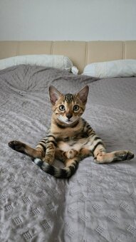 Bengal Katze - 4