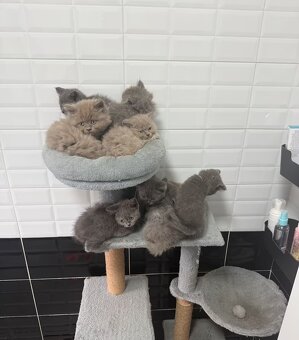 BKH/BLH kitten - 4