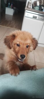 Junger Welpe sucht ein friedliches Zuhause - 4