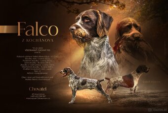 Böhmisch Rauhbart/Bohemian Wirehaired Pointing Griffon Welpe - 4