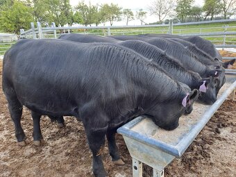plemenný býk Aberdeen Angus - 4