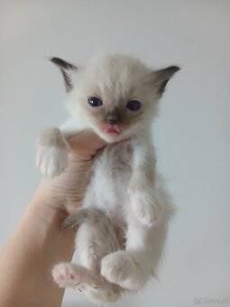 Ragdoll kitten - 4