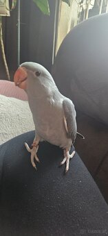 Halsbandsittiche - 4