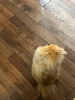 Pomeranian - 4
