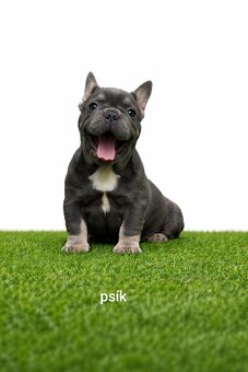 Französischen Bulldog - 4