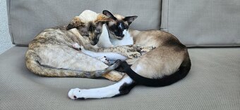 Dringend Platz gesucht - 4