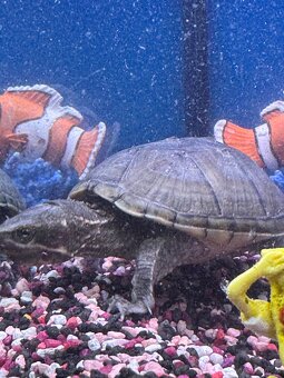 Moschusschildkröten - 4