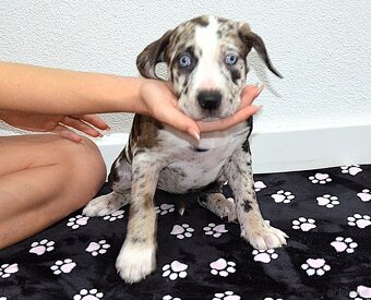 Louisiana Leopard Dog mit Stammbaum - 4