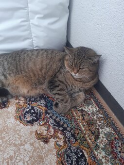 BKH Katze Weiblich - 4