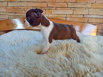 Boston ,Terrier - 4