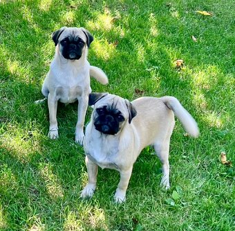 Mops Welpen - 4