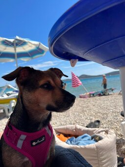 Chihuahua mischlings Dame - 4