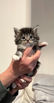 Baby Maine Coon - 4
