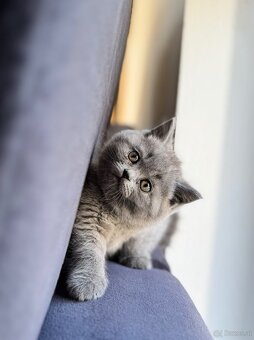 BKH und BLH Kitten - 4