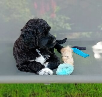 Wunderschöne Welpen -  Portugiesischer Wasserhund - 4
