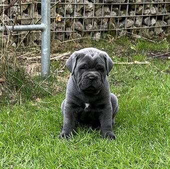 Reinrassige Cane Corso Welpen - 4