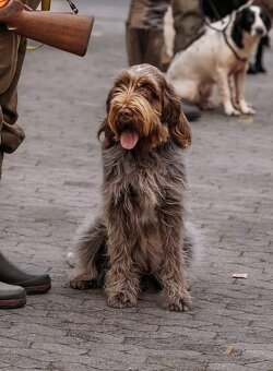 Spinone italiano - 4
