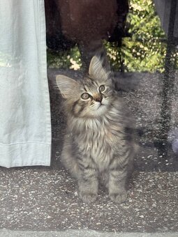 Norwegische Waldkatzen Mix Babykatze - 4