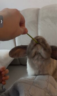 Minilop-Kaninchen 🐰🩷 - 4