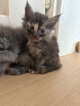 Maine Coon Kitten - 4