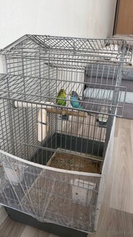 2 Wellensittiche mit Käfig und Zubehör - 4