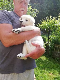 Weiße Schweizer Schäferhund Welpen zu verkaufen - 4