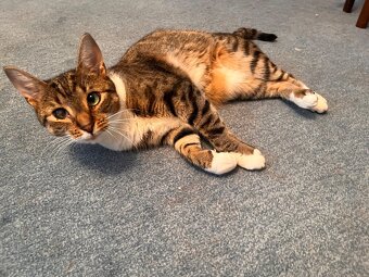 Kater sucht liebevolles neues Zuhause - 4