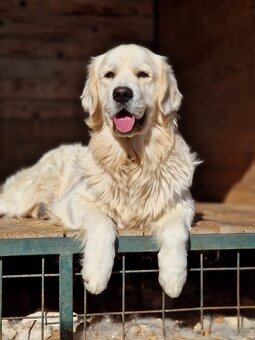 Golden Retriever - 4