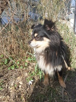 CHIHUAHUA Rüde zu vergeben - 4