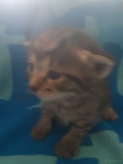 Mama Katze und Baby Madchen - 4