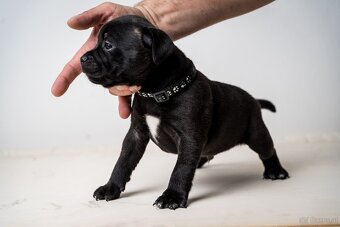 Staffordshire Bullterrier welpen zu kaufen - 4
