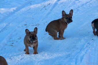 Französischen Bulldoggen Welpen mit Stammbaum - 4