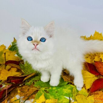 Katzen Neva Masquerade - 4