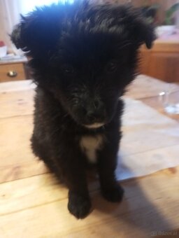 Mischlings Welpen - 4