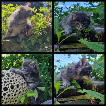 Reinrassige Maine Coon Kitten - 4