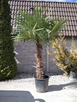 Winterharten palmen Trachycarpus Fortunei - 4