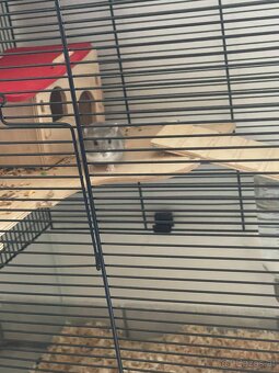 Hamsterkäfig und zwerghamster - 4