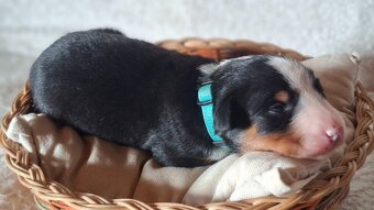 Appenzeller Sennenhund - Welpen mit Stammbaum - 4