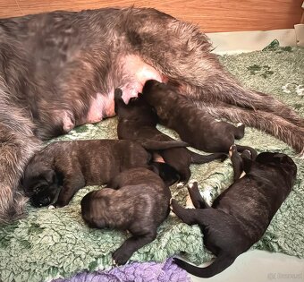 Irischer Wolfshund - Welpen zu verkaufen - 4