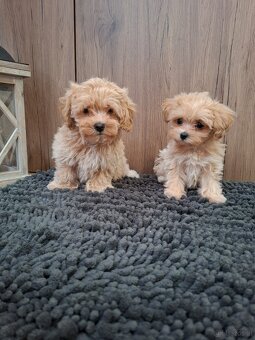 Maltipoo mini - 4