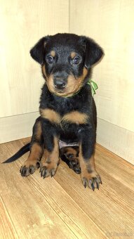 Beauceron mit Stammbaum - 4