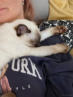 1,5 jährige Siamkatze - 4