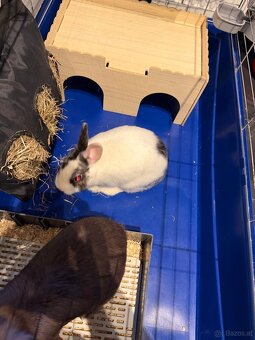 Zwergkaninchen mit Käfig inklusive ganzes Zubehör - 4