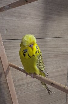 Schau wellensittiche - 4